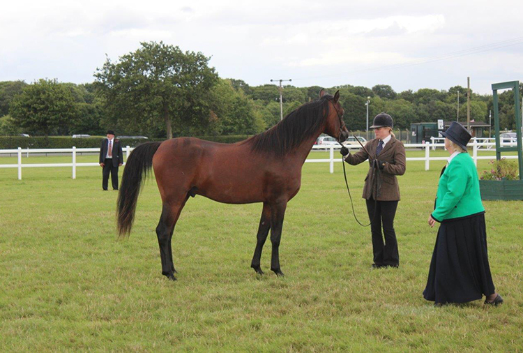 http://www.biddesdenstud.co.uk/wp-content/uploads/2015/05/palikari-malvern2.jpg