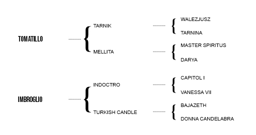 http://www.biddesdenstud.co.uk/wp-content/uploads/2017/06/TULIP-Pedigree.jpg